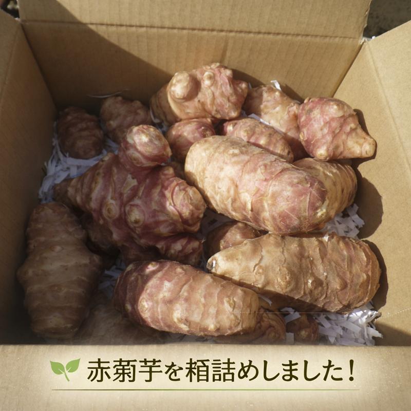 即納 赤菊芋（紫菊芋系統） 生菊芋 2kg 国産 北海道産・岐阜県産 軽