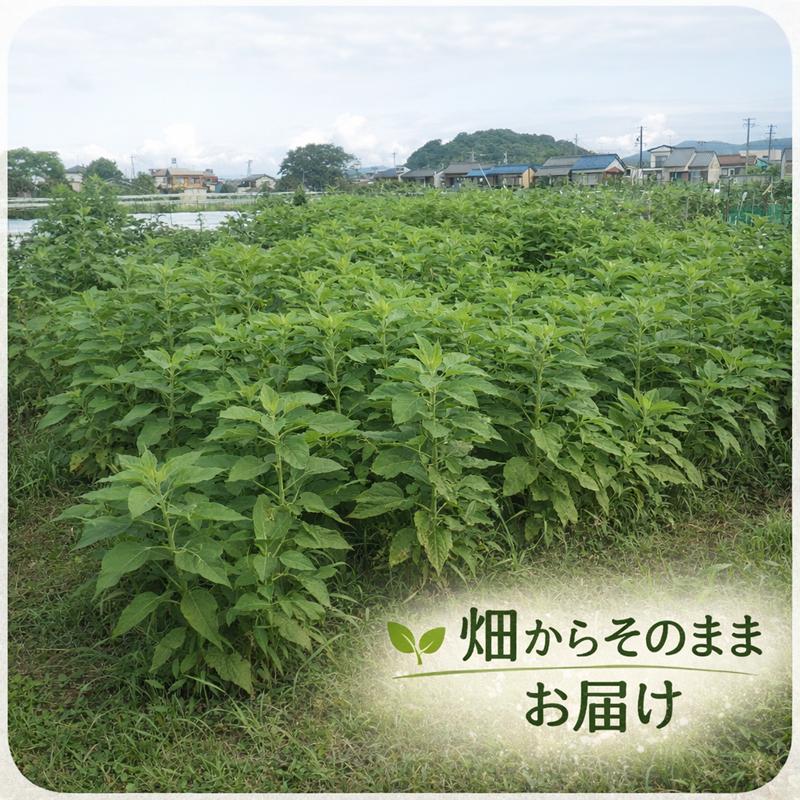 即納 赤菊芋（紫菊芋系統） 生菊芋 2kg 国産 北海道産・岐阜県産 軽