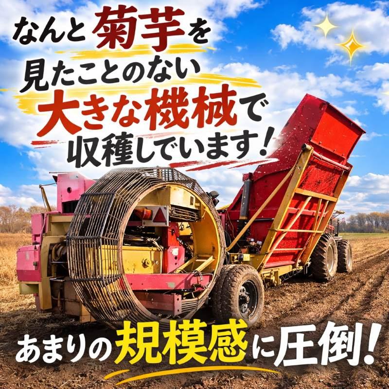 菊芋 完売御礼11月入荷予定 北海道産 赤菊芋（紫菊芋系統）生菊芋 2kg 土付き 不揃い 菊芋 きくいも キクイモ 根菜 健康野菜 旬野菜 爆買 |  | 03