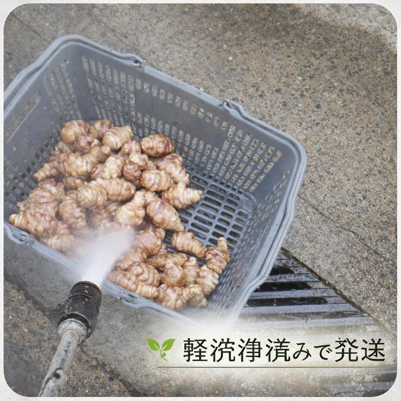 即納 赤菊芋（紫菊芋系統） 生菊芋 2kg 国産 北海道産・岐阜県産 軽