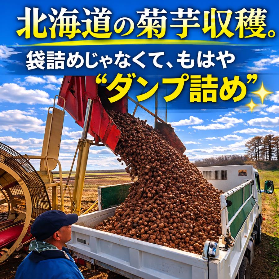 菊芋 完売御礼11月入荷予定 北海道産 赤菊芋（紫菊芋系統）生菊芋 2kg 土付き 不揃い 菊芋 きくいも キクイモ 根菜 健康野菜 旬野菜 爆買 |  | 04