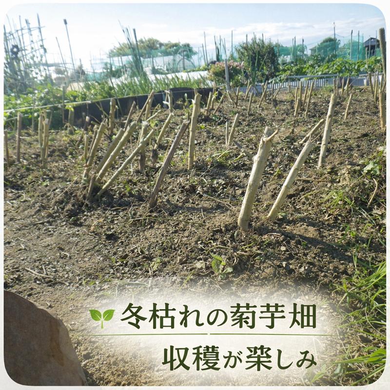 即納 赤菊芋（紫菊芋系統） 生菊芋 2kg 国産 北海道産・岐阜県産 軽