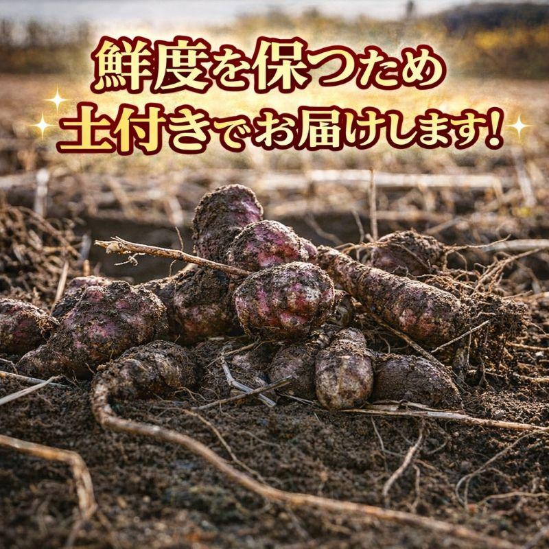 菊芋 完売御礼11月入荷予定 北海道産 赤菊芋（紫菊芋系統）生菊芋 2kg 土付き 不揃い 菊芋 きくいも キクイモ 根菜 健康野菜 旬野菜 爆買 |  | 08