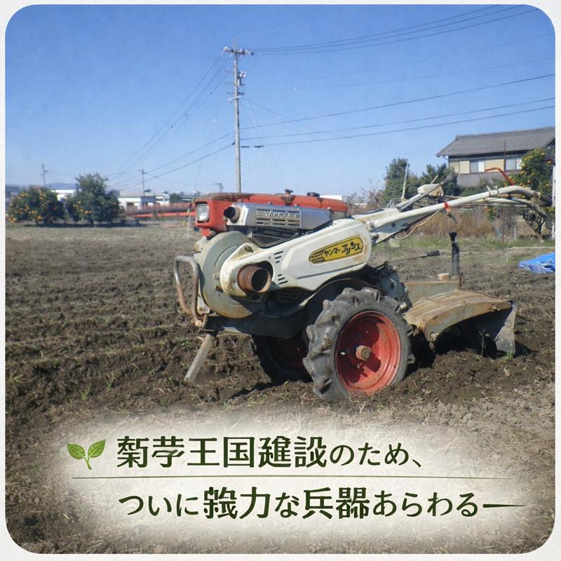 即納 赤菊芋（紫菊芋系統） 生菊芋 2kg 国産 北海道産・岐阜県産 軽