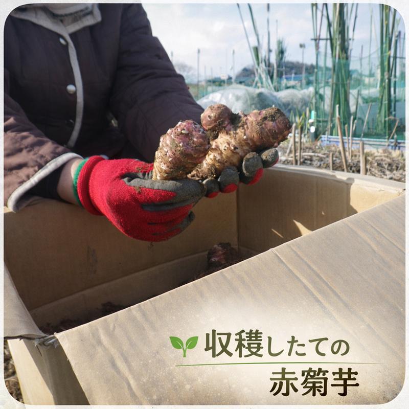 即納 赤菊芋（紫菊芋系統） 生菊芋 4kg 国産 北海道産・岐阜県産 軽