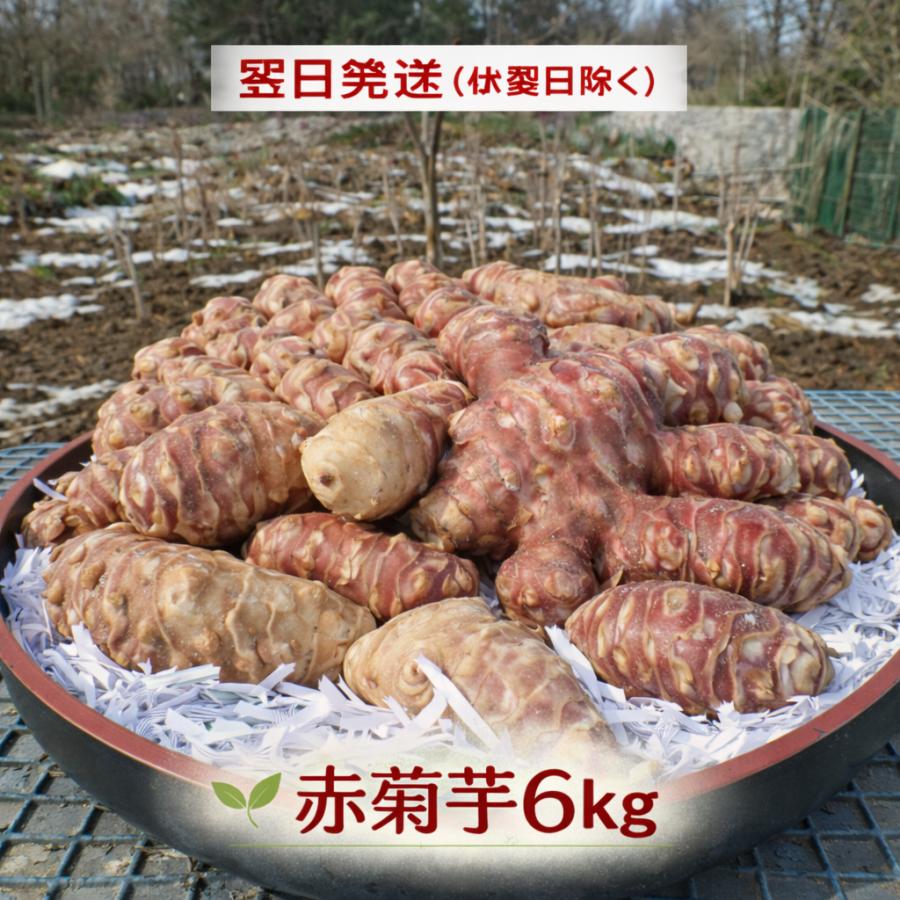 即納 赤菊芋（紫菊芋系統） 生菊芋 6kg 国産 北海道産・岐阜県産 軽