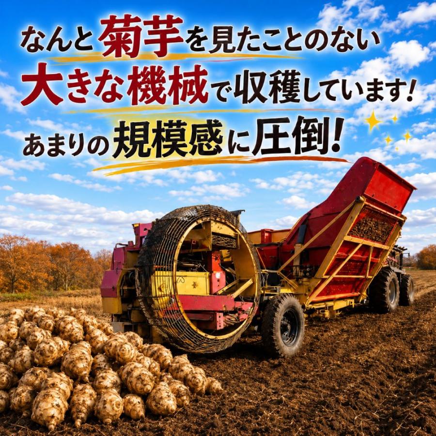 菊芋 予約販売 11月入荷 北海道産 赤菊芋（紫菊芋系統）生菊芋 6kg 土付き 不揃い 菊芋 きくいも キクイモ 根菜 健康野菜 爆買 |  | 02