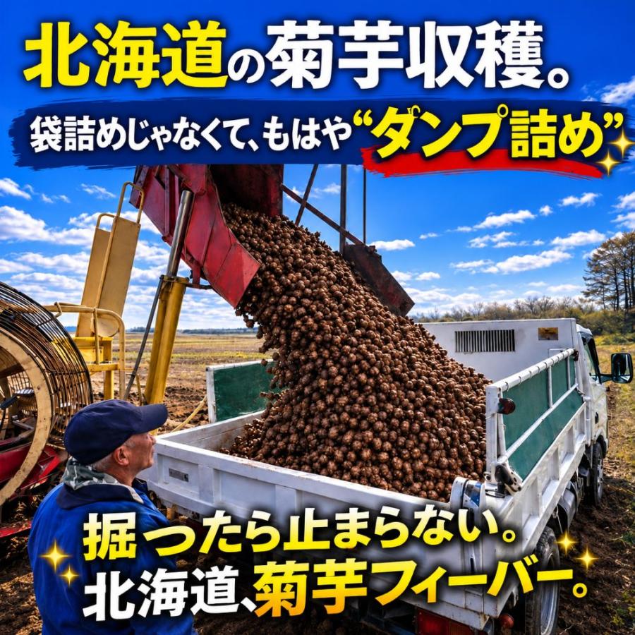 菊芋 予約販売 11月入荷 北海道産 赤菊芋（紫菊芋系統）生菊芋 6kg 土付き 不揃い 菊芋 きくいも キクイモ 根菜 健康野菜 爆買 |  | 03