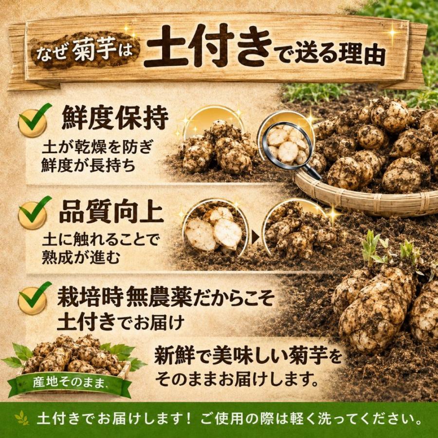 菊芋 予約販売 11月入荷 北海道産 赤菊芋（紫菊芋系統）生菊芋 6kg 土付き 不揃い 菊芋 きくいも キクイモ 根菜 健康野菜 爆買 |  | 06