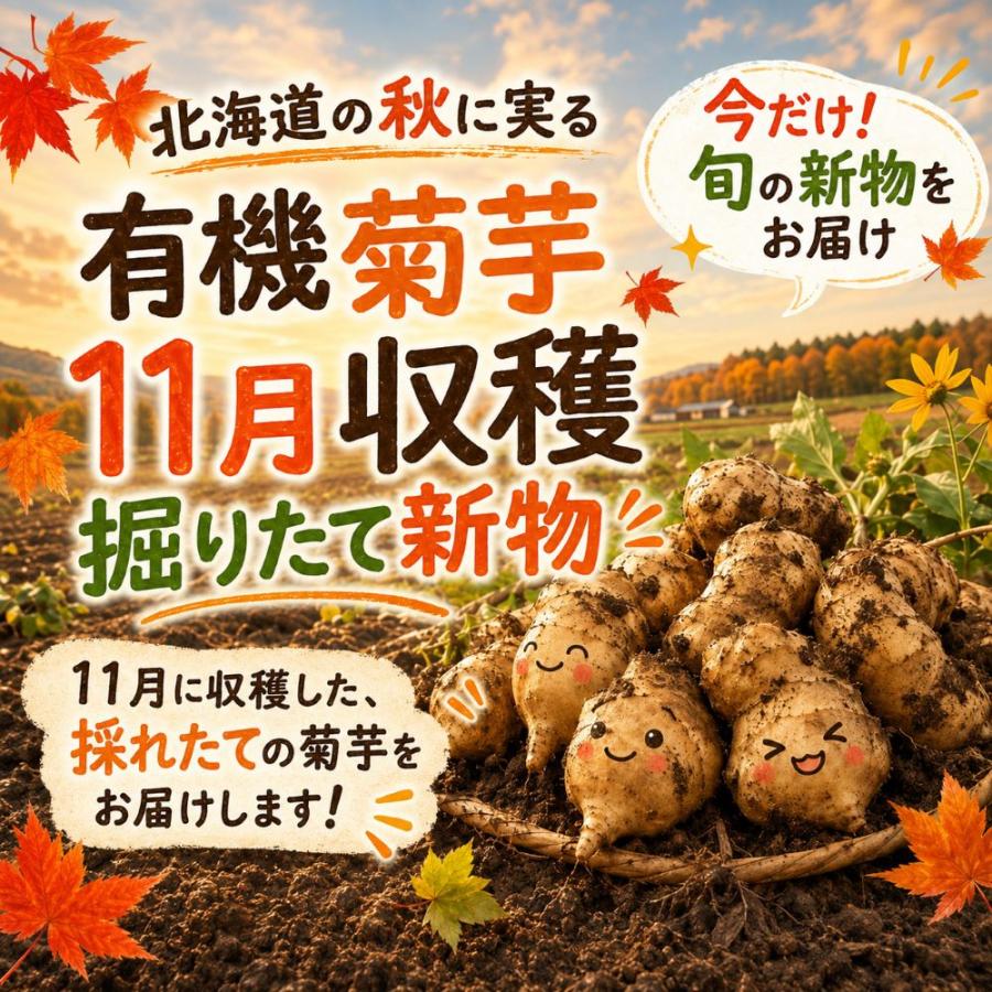 菊芋 予約販売 11月入荷北海道産 赤菊芋（紫菊芋系統）生菊芋 8kg 土付き 不揃い 菊芋 きくいも キクイモ  健康野菜 旬野菜 爆買 |  | 04