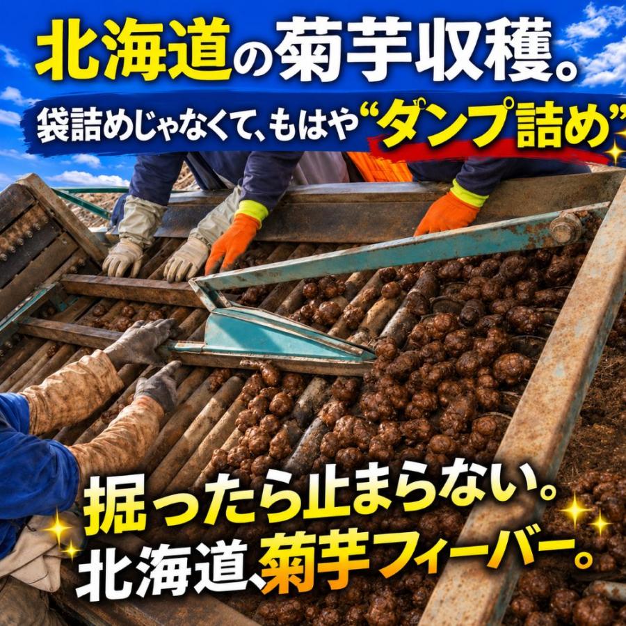 菊芋 予約販売 11月入荷北海道産 赤菊芋（紫菊芋系統）生菊芋 8kg 土付き 不揃い 菊芋 きくいも キクイモ  健康野菜 旬野菜 爆買 |  | 05