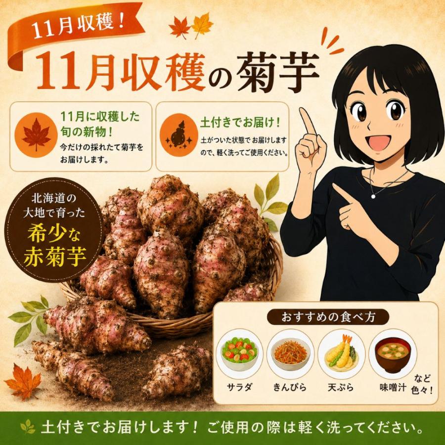 菊芋 予約販売 11月入荷北海道産 赤菊芋（紫菊芋系統）生菊芋 8kg 土付き 不揃い 菊芋 きくいも キクイモ  健康野菜 旬野菜 爆買 |  | 07
