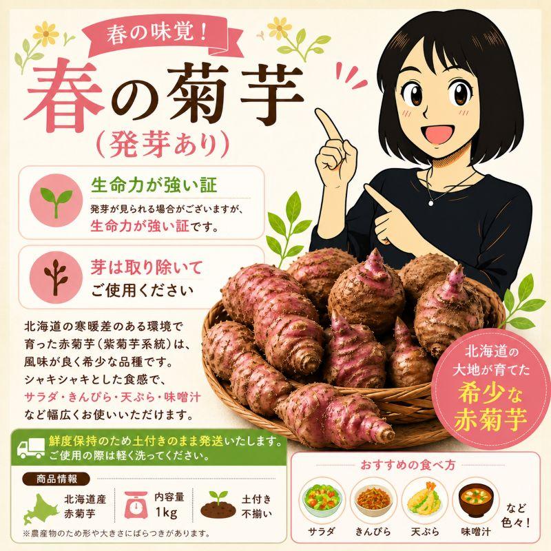 菊芋 完売御礼11月入荷予定 北海道産 赤菊芋（紫菊芋系統）生菊芋 1kg 土付き 不揃い 菊芋 きくいも キクイモ 根菜 健康野菜 旬野菜 爆買 |  | 10
