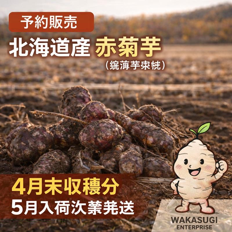 菊芋 完売御礼11月入荷予定 北海道産 赤菊芋（紫菊芋系統）生菊芋 1kg 土付き 不揃い 菊芋 きくいも キクイモ 根菜 健康野菜 旬野菜 爆買 |  | 09
