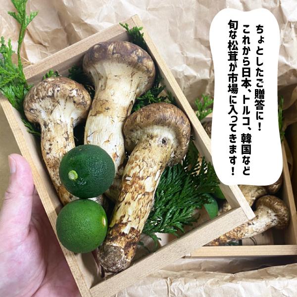 松茸 木箱入り 2箱 6〜8本 中国産 スダチ入り 生松茸 吸い物 