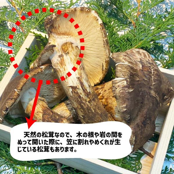 【本日発送】　国産　岩手県産　松茸 岩手産松茸 家庭用規格松茸通販