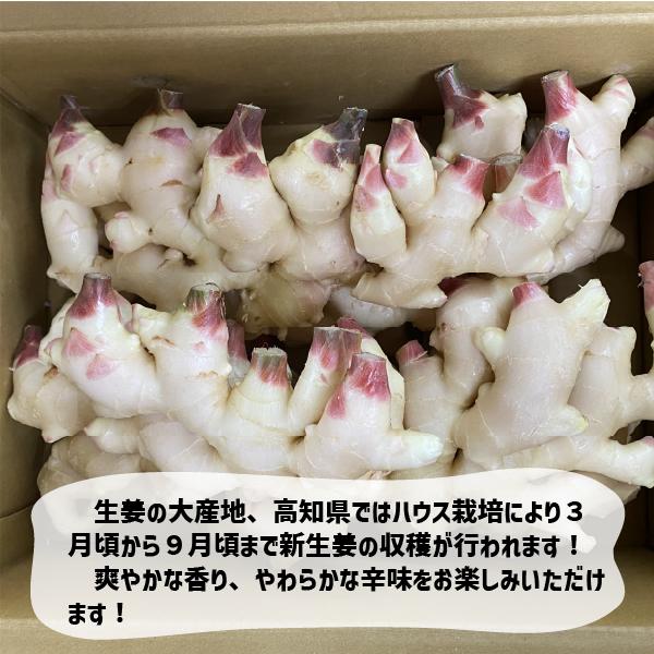 高知県産 新しょうが 約２kg L〜2Lサイズ  甘酢 生姜 漬物 しょうが 新生姜｜wakayama-ichiba｜02