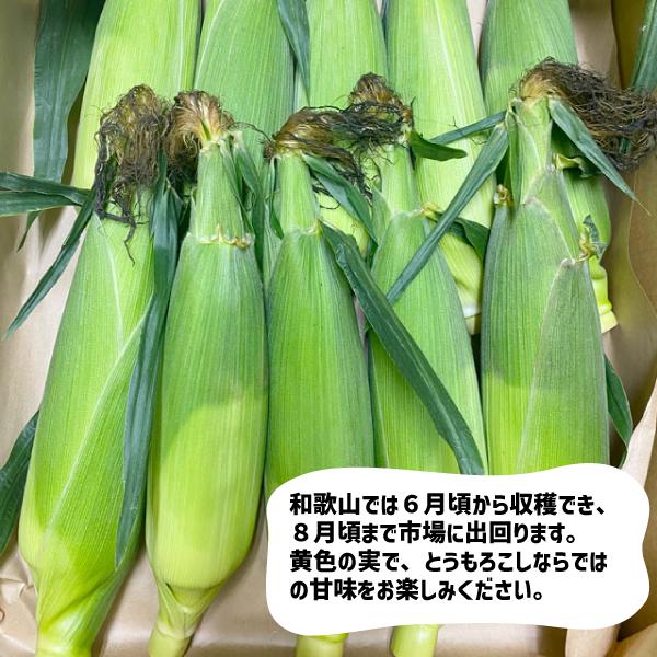 とうもろこし 10本 Lサイズ以上 甘度良好 紀南産 トウモロコシ 発送中