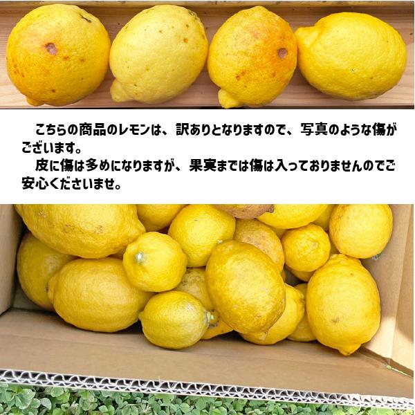 和歌山県産 減農薬 レモン 黄色 約8kg 国産レモン 防腐剤・ワックス不使用 訳あり 紀の川市 数量限定｜wakayama-ichiba｜03