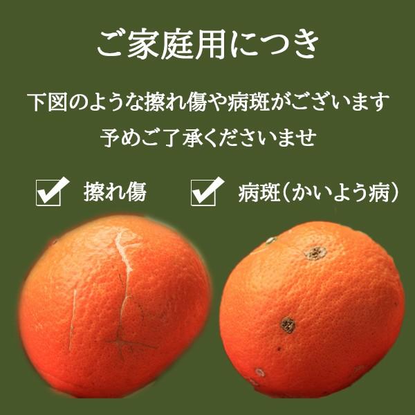 べにばえ みかん 9 5kg 高糖度 サイズ無選別 和歌山 箱買い 玉井さんの甘いべにばえ 紀南みかん 送料無料 10k 和歌の屋 通販 Yahoo ショッピング