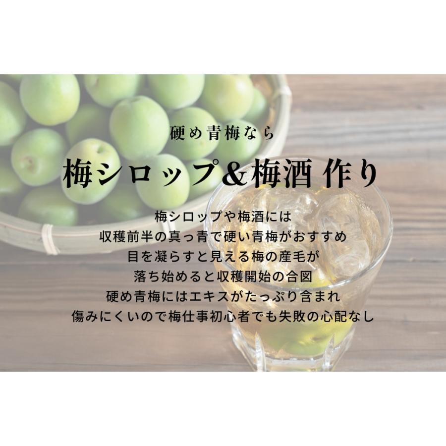 青梅 南高梅 5kg 大粒 3-4Lサイズ 秀品 直送 梅干し 梅酒 梅シロップ