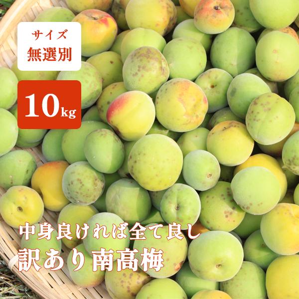 訳あり 青梅 南高梅 10kg サイズ無選別 直送 良品 紀州 和歌山