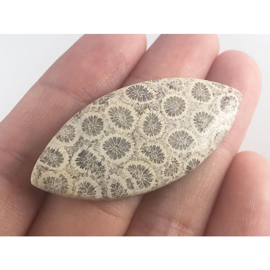 フォッシルコーラル（サンゴ化石） ルース 20x43x4mm 5.8g :LS-FOS-002