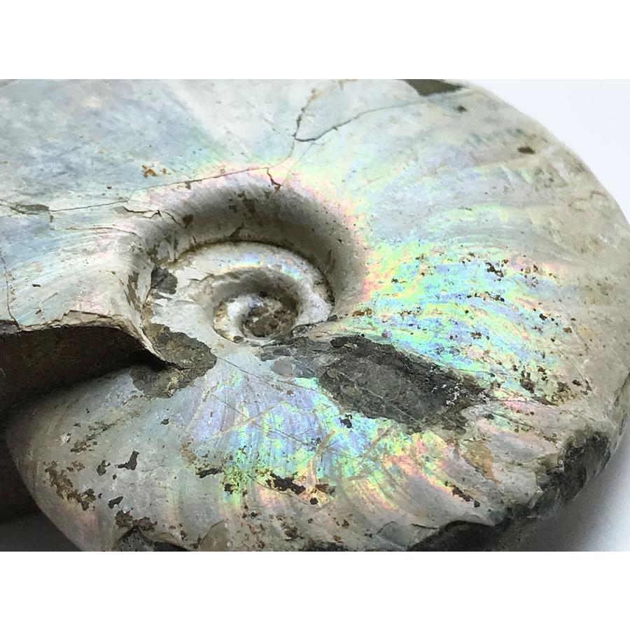 美品 アンモナイト化石 Desmoceras 75x61x19mm 112g その他コレクション 趣味 Www Gatorheatandair Com