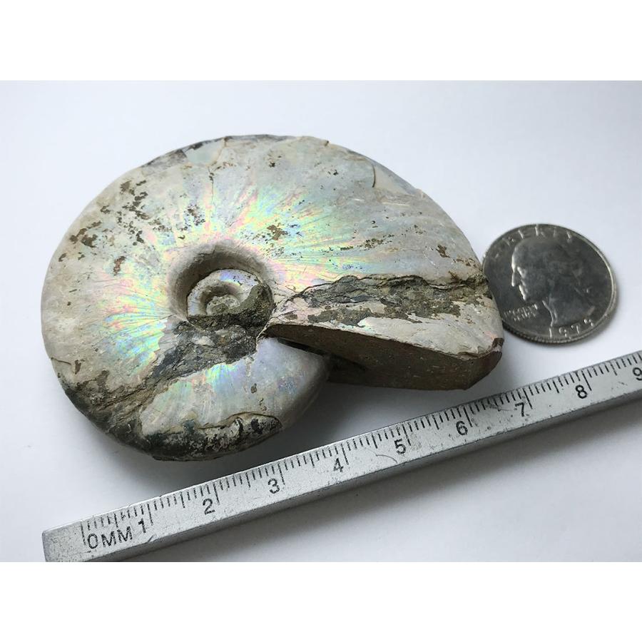 美品 アンモナイト化石 Desmoceras 75x61x19mm 112g その他コレクション 趣味 Www Gatorheatandair Com