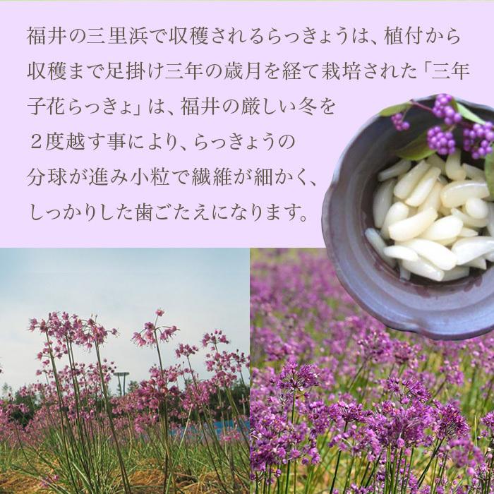三年子 花らっきょ 福井県 坂井市 三里浜 らっきょう らっきょ 甘酢漬け 80g袋 ×20パック :60053102:ナイスショッピング ...