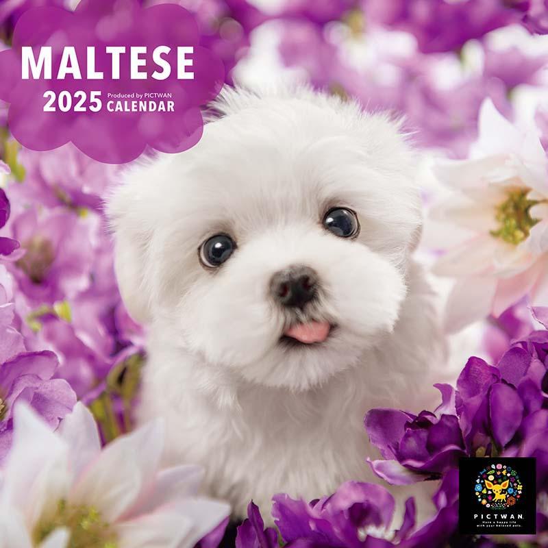 マルチーズ スモール カレンダー S版 ピクトワン 2025年 : 犬の介護