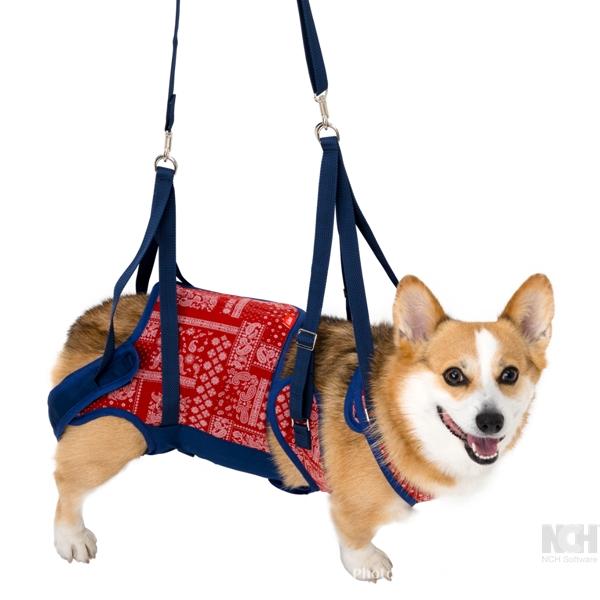 LaLaWalk（TOMBOW） 犬 歩行補助ハーネス 介護 ハーネス 胴輪 LaLaWalk