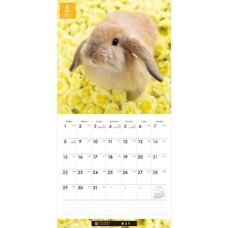 Pictwan 新作続 ウサギ カレンダー 22年 兎 うさぎ Rabbit