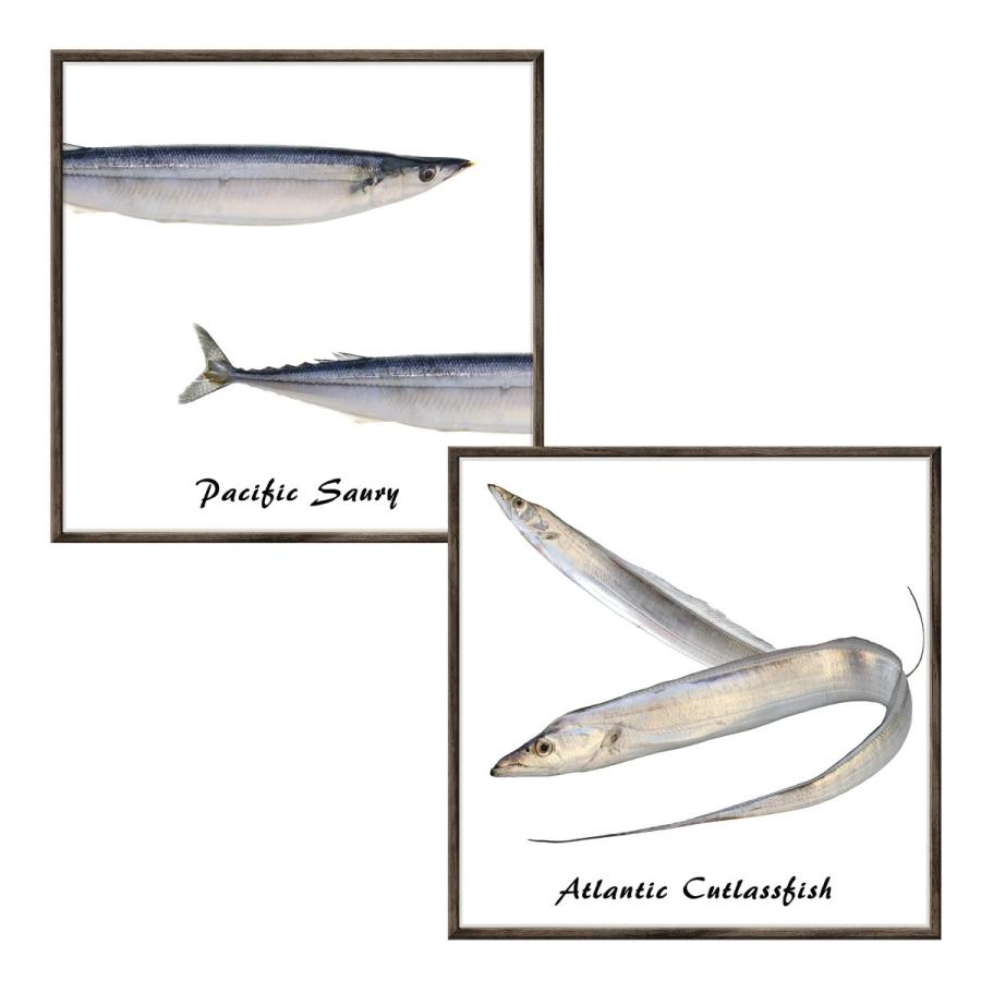 フレームステッカー 魚貝 魚貝 04 ウォールステッカー シール 額 シーフード 魚 壁面 キッチン カーテン ウォールステッカー市場 通販 Yahoo ショッピング