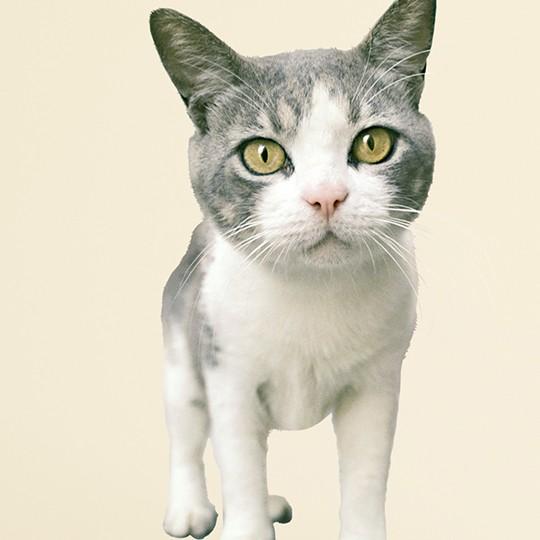 送料無料 動物写真家 岩合光昭 ねこウォールステッカー 05 シール 壁デコ フチなし 賃貸ok 人気 世界ネコ歩き ウォールステッカー インテリアマーケット 通販 Yahoo ショッピング