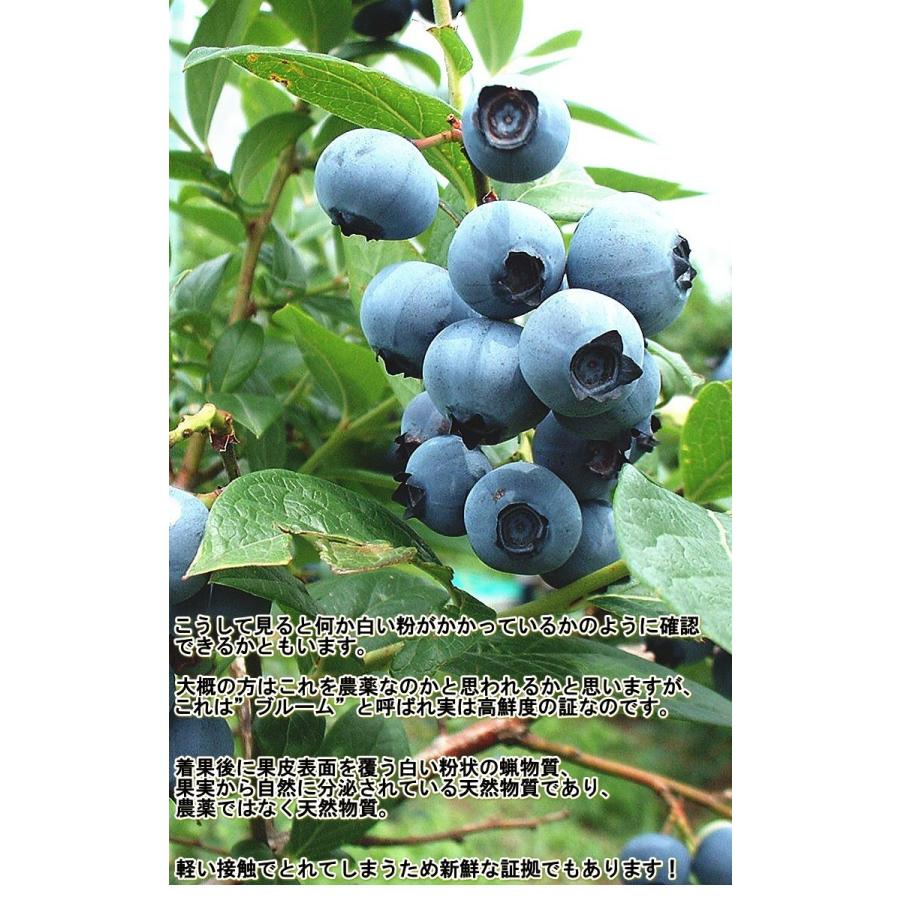 産地直送 冷凍ブルーベリー 約1kg 山形県産 Ja庄内たがわ管内 羽黒地区産 完熟の果実を凍らせた抜群の栄養と美味しさ 産地から玄関へ 通販 Yahoo ショッピング