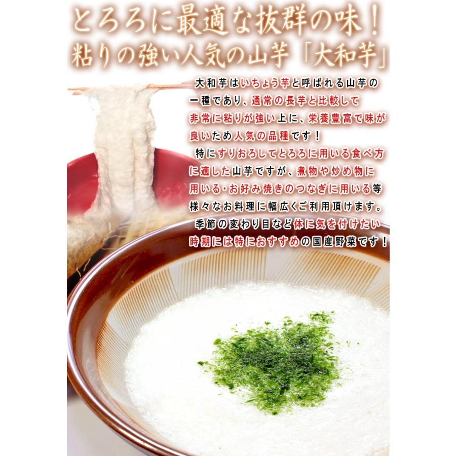 大和芋 やまといも 千葉県産 約2kg 5〜7本 国産野菜 当店一押し商品! 長芋を超える圧倒的な粘り とろろ蕎麦やご飯に最適な山芋 山芋、長芋、自然薯、大和芋 やまいも 山芋 山の芋 奈良県産 その他産地 約1Kg 送料無料