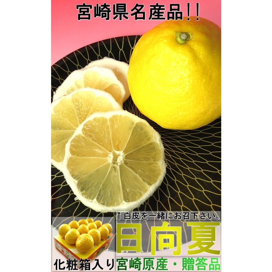 日向夏 ひゅうがなつ 約2.5kg 9〜13玉 宮崎県産 贈答規格 化粧箱入り JA宮崎経済連 上品な甘さが魅力の特産品！爽やかな風味のギフトフルーツ｜wamers｜03