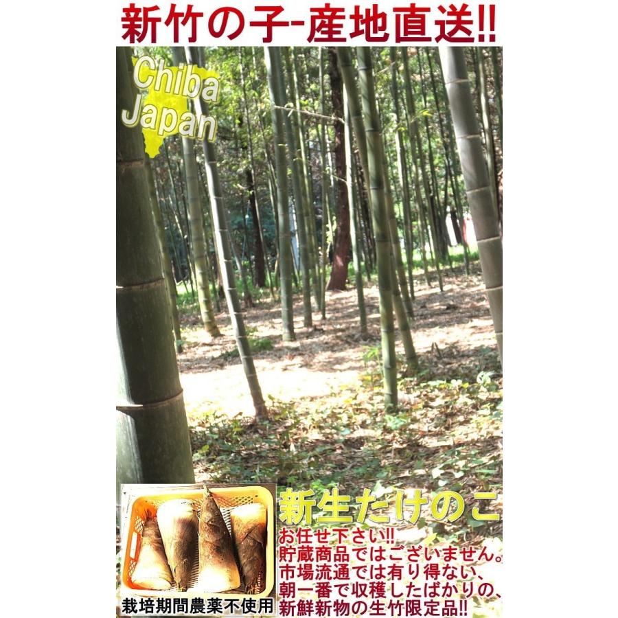 Sale 80 Off 産地直送 孟宗筍 もうそうだけ 筍 生たけのこ 特大サイズ 約8 10kg 3 6本 千葉県産 無農薬栽培のタケノコ 朝一番で収穫した新鮮な竹の子を直送 Wantannas Go Id