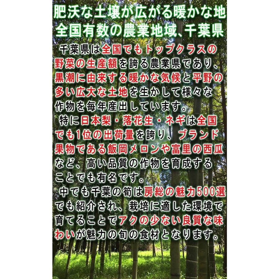 産地直送 孟宗筍 もうそうだけ 生たけのこ 約2.5kg 2〜6本 千葉県産 