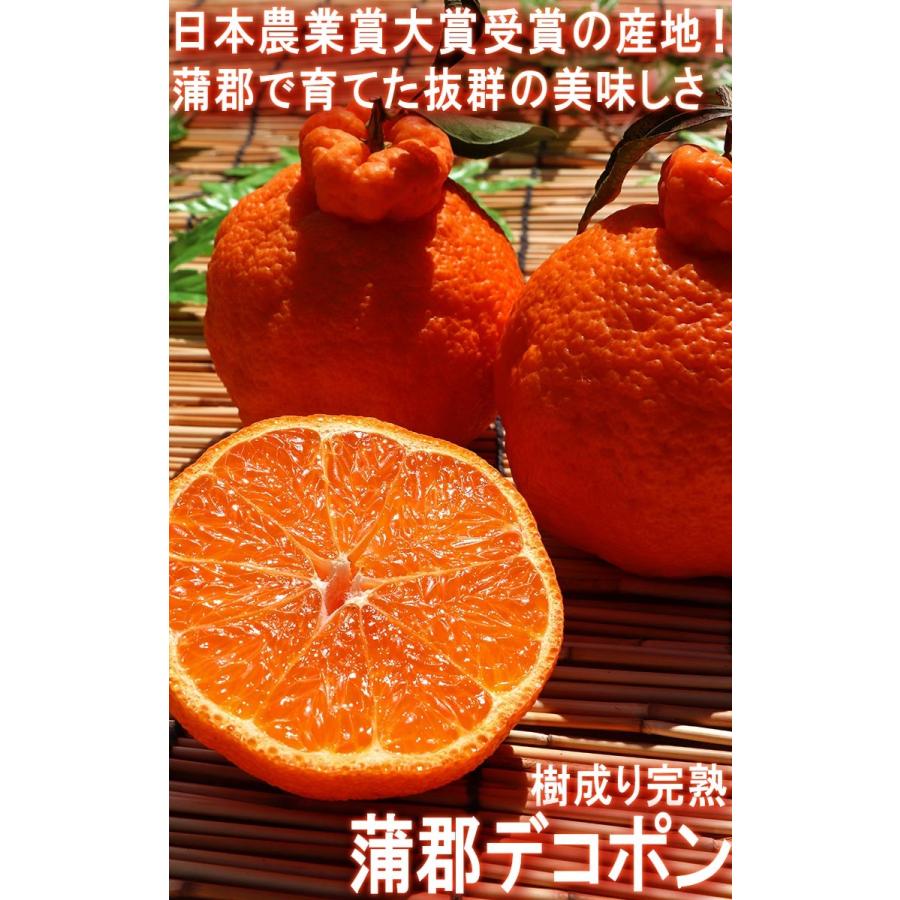 樹上完熟 蒲郡デコポン 約3kg 8〜15玉 愛知県産 贈答品 JA蒲郡市 温室栽培 秀品規格 日本屈指の産地で育てたギフト果物 樹成り熟成｜wamers｜02