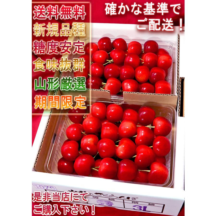 やまがた紅王　３L　１ｋｇ やまがた紅王 大粒さくらんぼ 約1kg 3Lサイズ 山形県産 贈答規格 JA共