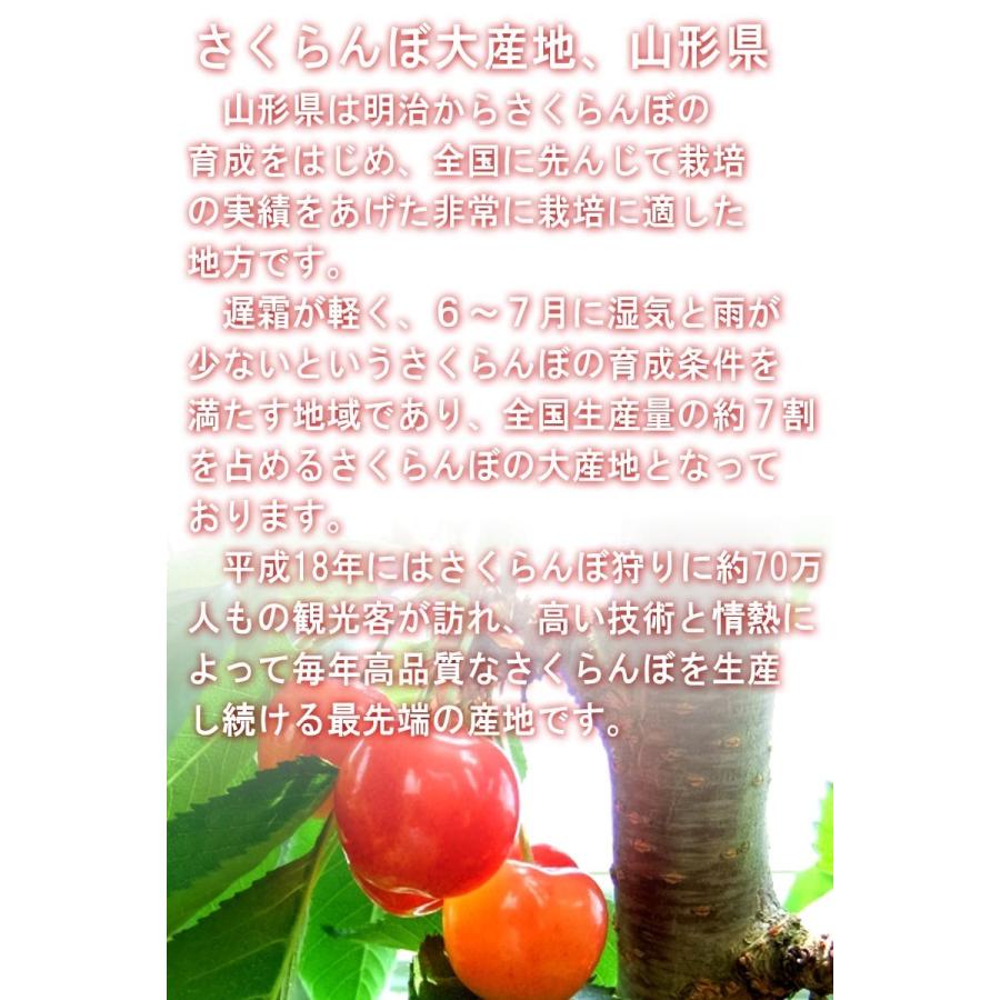 佐藤錦 さくらんぼ 約100g×3パック M〜Lサイズ 山形県産 贈答規格 特秀
