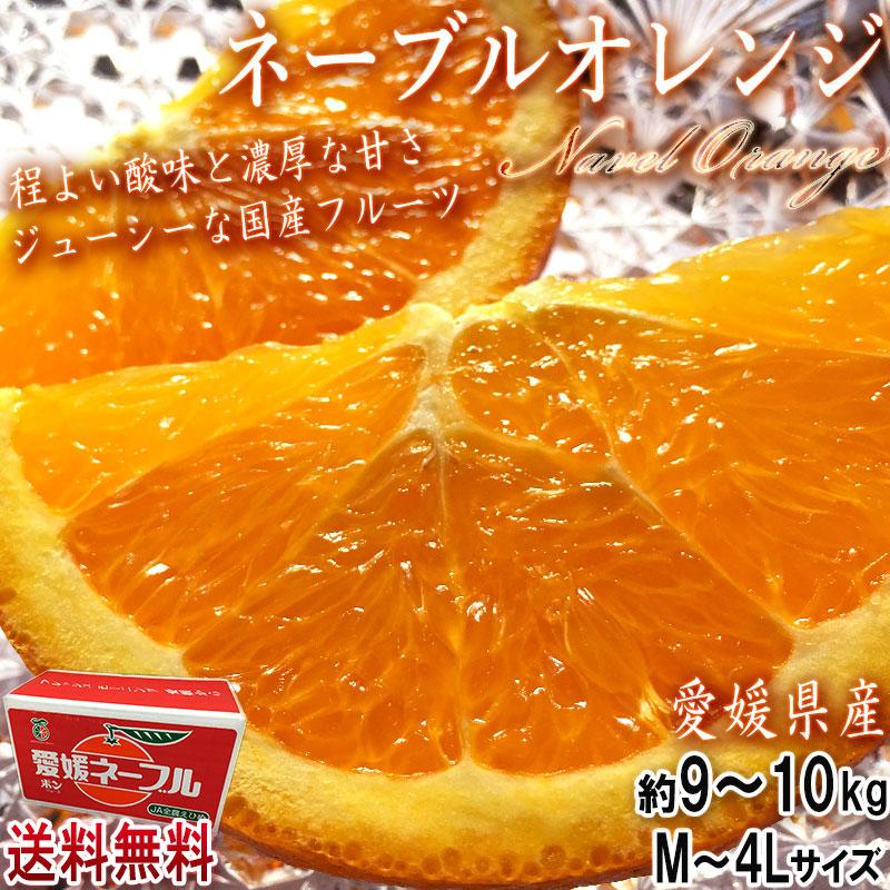 国産ネーブルオレンジ 約9〜10kg M〜4Lサイズ 愛媛県産 JA共撰品 実測