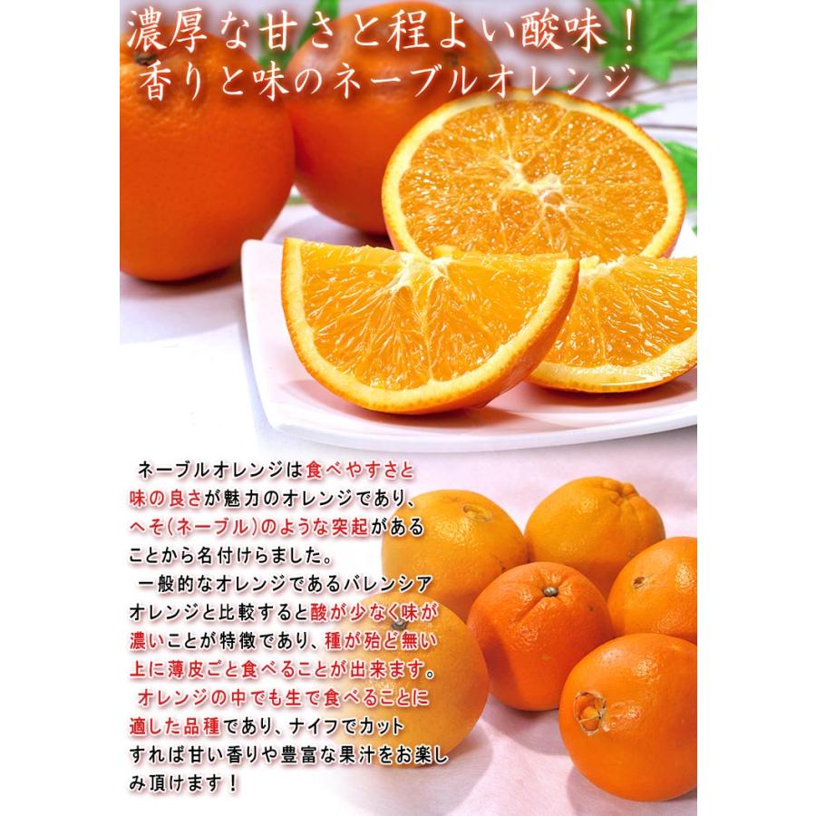 国産ネーブルオレンジ 約9〜10kg M〜4Lサイズ 愛媛県産 JA共撰品 実測