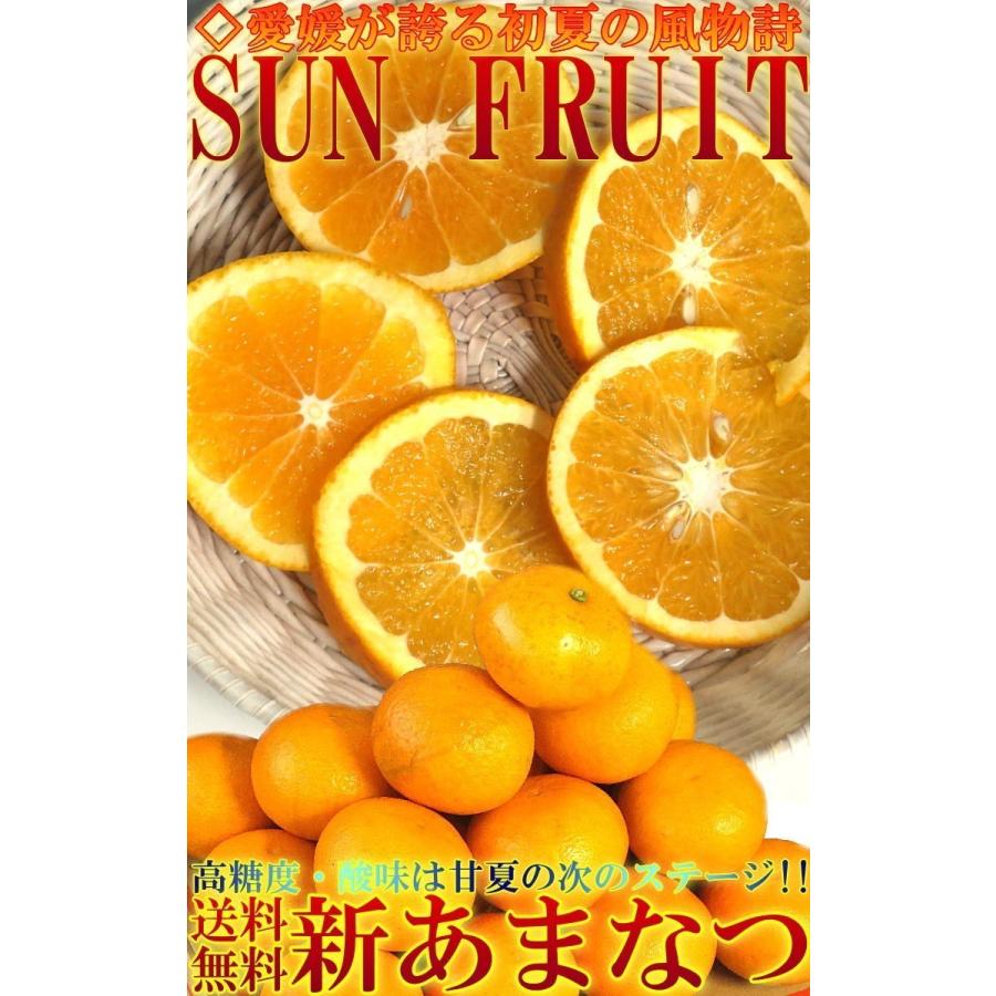 サンフルーツ 新あまなつ 約10kg M〜4Lサイズ 愛媛県産 甘夏から生まれた新品種、新甘夏！昔ながらのさっぱりした甘さと絶妙な味わい 蜜 みかん｜wamers｜03