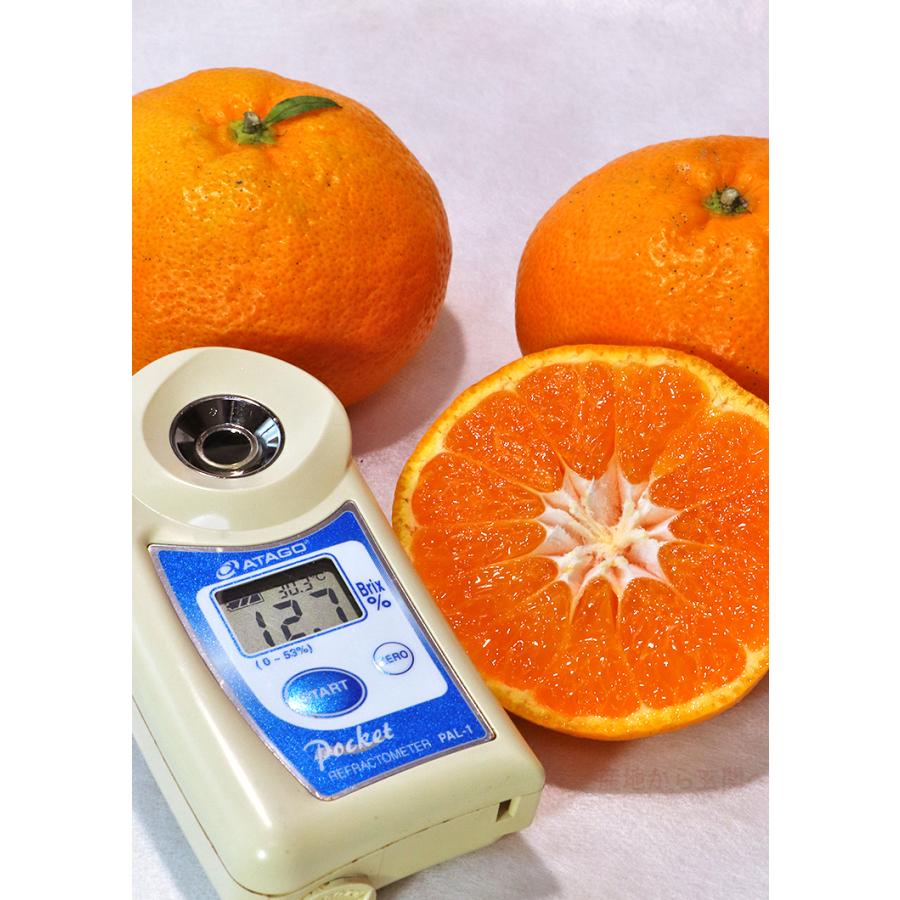 極まろ蜜柑 温州みかん 約10kg L〜3Lサイズ 熊本県産 大玉サイズ 農園