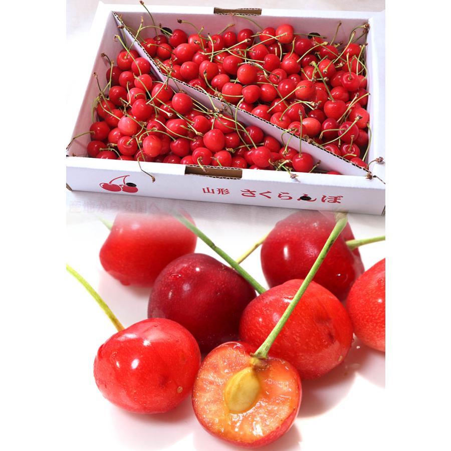 紅さやか さくらんぼ 約1kg M〜Lサイズ 山形県産 訳あり品 程よい酸味