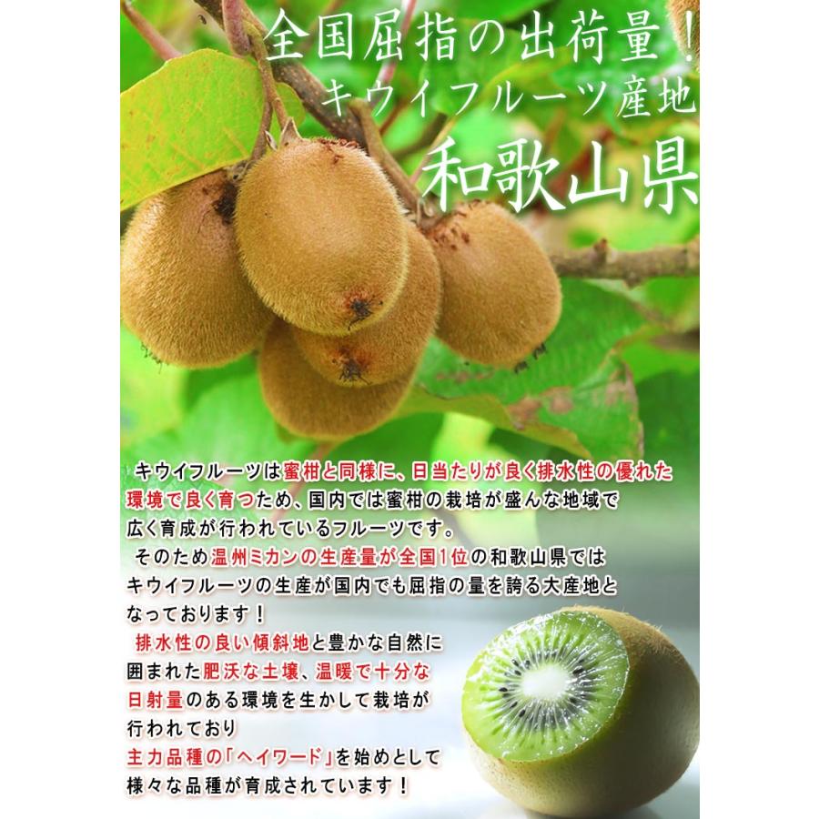 キウイフルーツ 約3kg 27〜33玉 和歌山県産 贈答規格 濃厚な甘酸っぱ