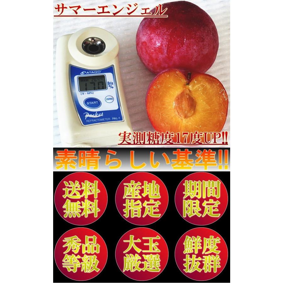 サマーエンジェル プラム 約1.8kg 8玉〜12玉前後 すもも スモモ 山梨県